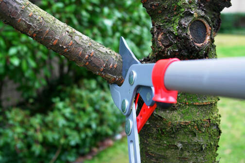 An image of Tree Pruning in Canton, CT