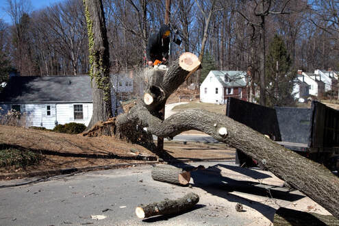 An image of Tree Removal in Canton, CT