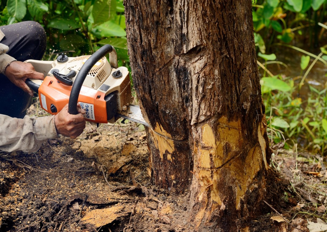 An image of a person working on Tree Removal Services in Canton, CT

