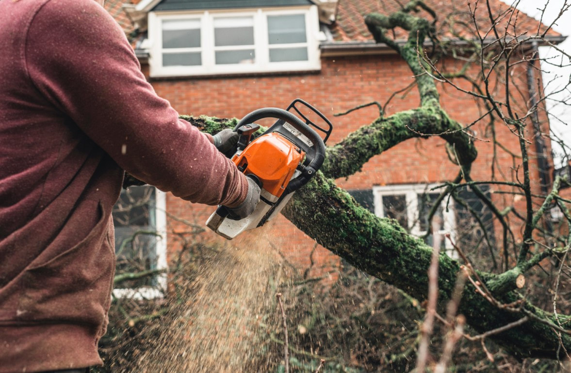 An image of a person working on a tree cutting service