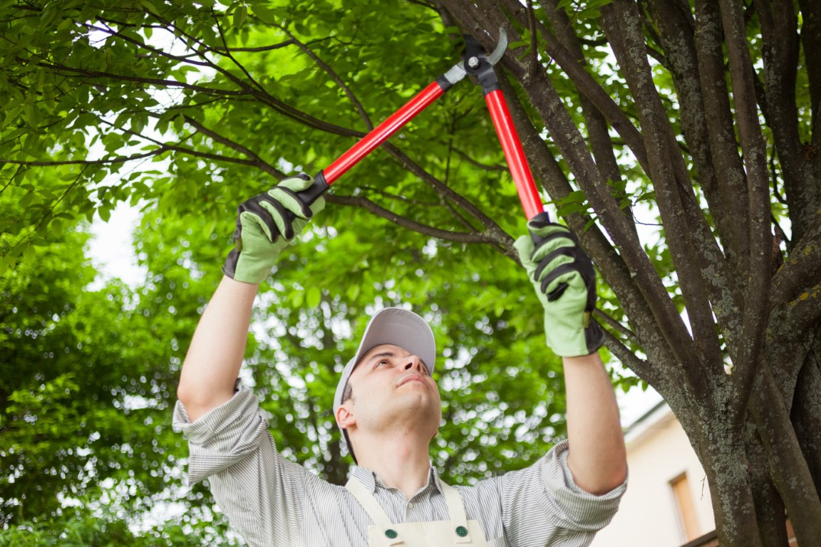 An image of Tree Pruning Services in Canton, CT
