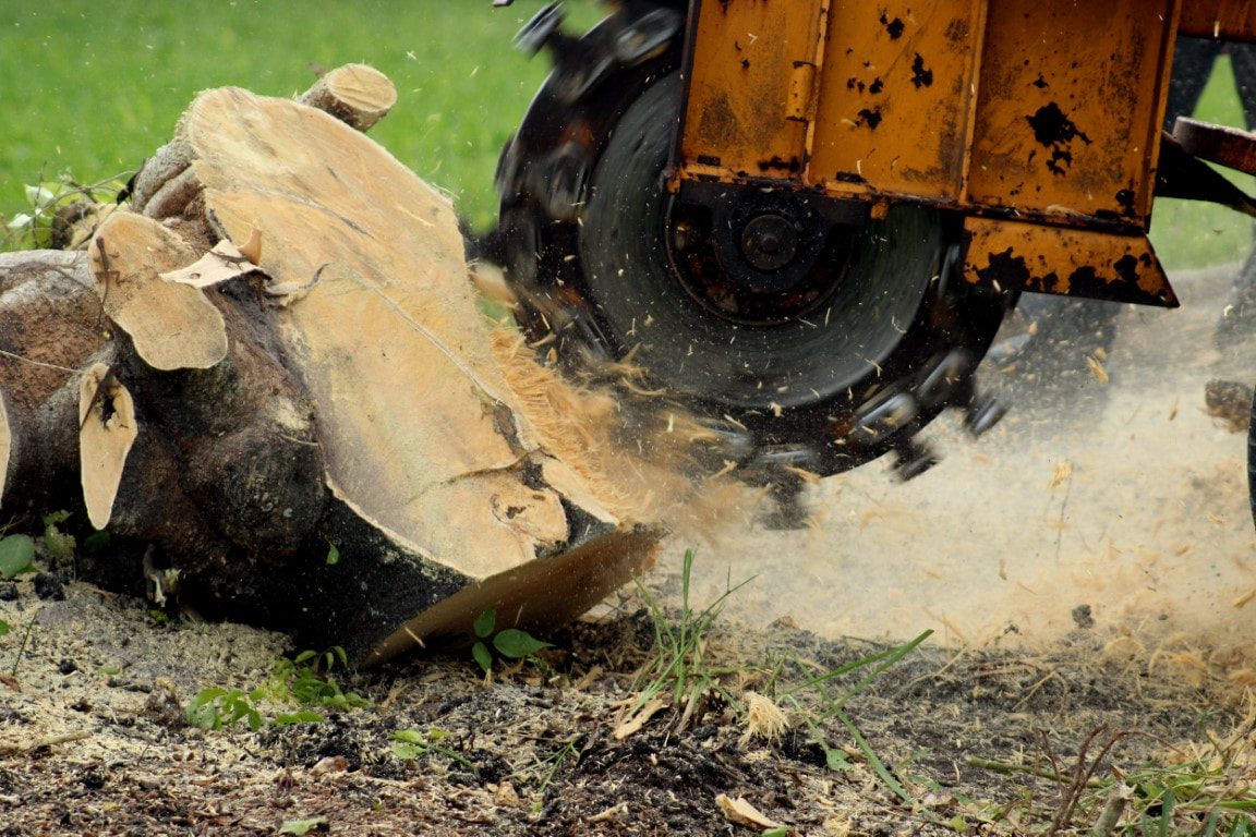 An image of Stump Grinding Services in Canton, CT
